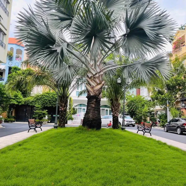 Bán Biệt Thự 357A/21H Nguyễn Trọng Tuyển, Phường Tân Sơn Hòa, Quận Tân Bình, TP.HCM