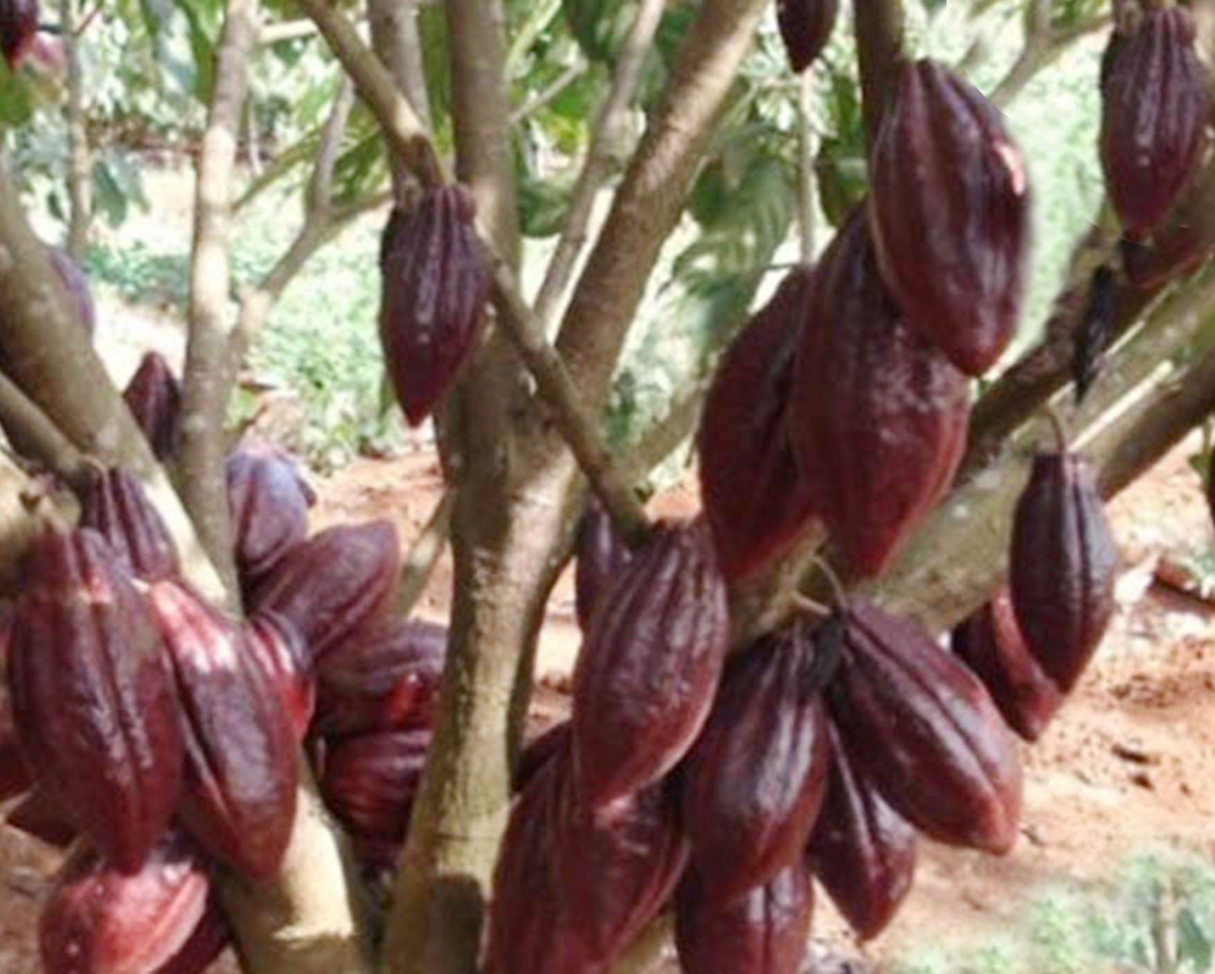 cây ca cao đang cho trái chín cây ca cao đang cho trái chín