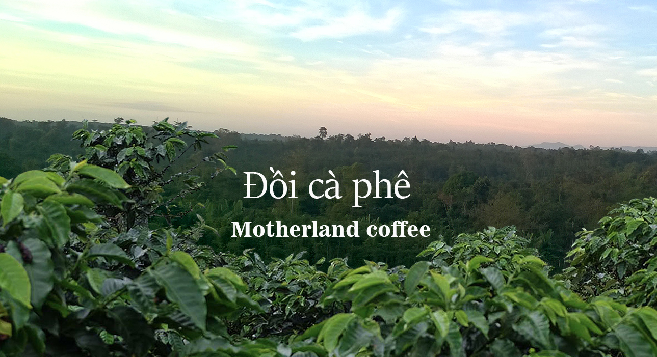 đồi cà phê arabica cầu đất đà lạt hạt đẹp sàn 18 pha espresso đồi cà phê arabica cầu đất đà lạt hạt đẹp sàn 18 pha espresso