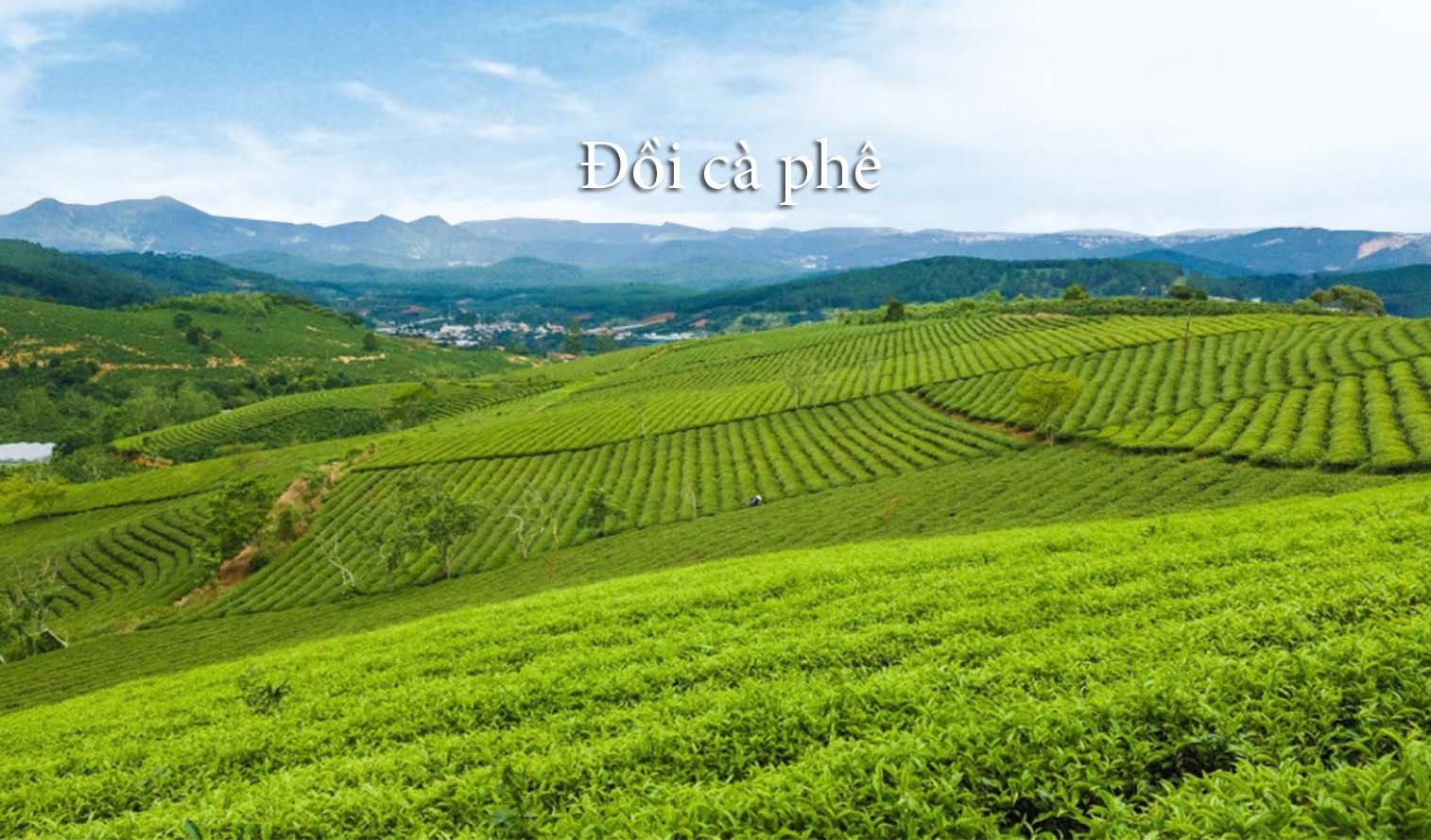cà phê arabica cầu đất sàn 18 cà phê arabica cầu đất sàn 18