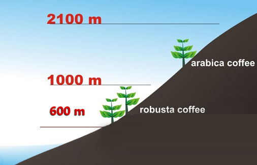 cà phê arabica là gì - độ cao trồng cà phê trên 1000m cà phê arabica là gì - độ cao trồng cà phê trên 1000m