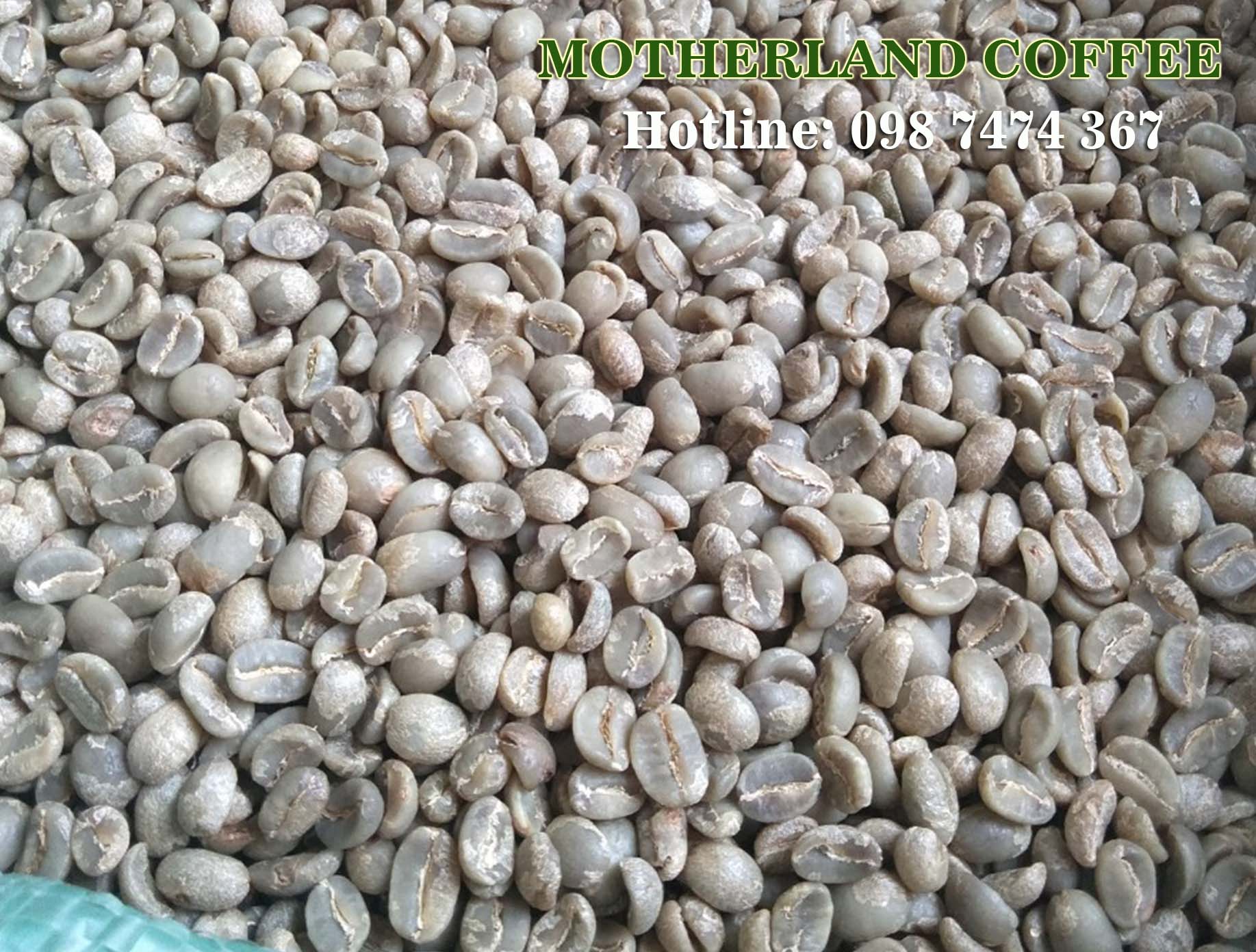 cà phê nhân robusta arabica cầu đất chế biến ướt giá sỉ cà phê nhân robusta arabica cầu đất chế biến ướt giá sỉ