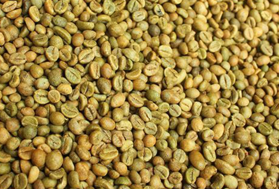 cà phê nhân xô gia lai giá sỉ cà phê nhân xô gia lai giá sỉ