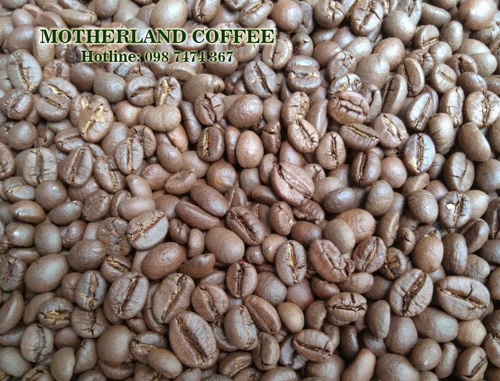 cà phê robusta honey mật ong giá sỉ cho quán sàn 18 cà phê robusta honey mật ong giá sỉ cho quán sàn 18