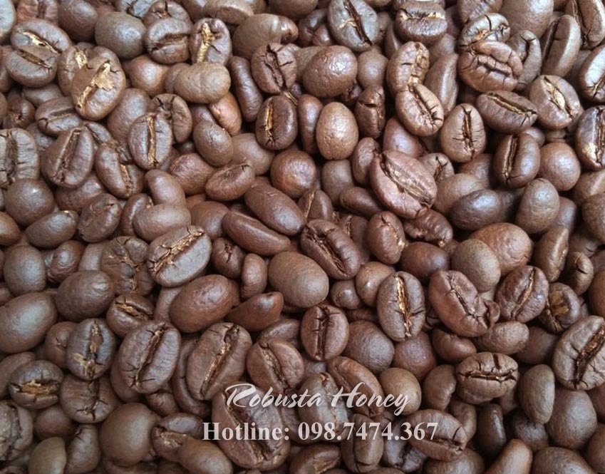 cà phê robusta rang mộc honey Motherland cà phê robusta rang mộc honey Motherland