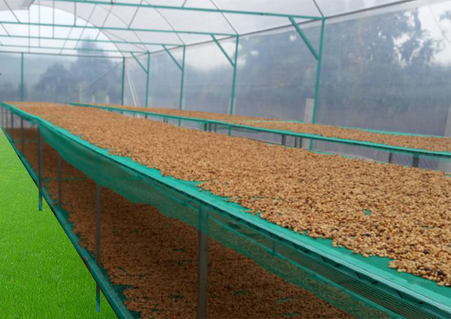 cà phê robusta rang mộc honey loại 1 cà phê robusta rang mộc honey loại 1