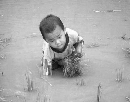 cấy lúa cấy lúa