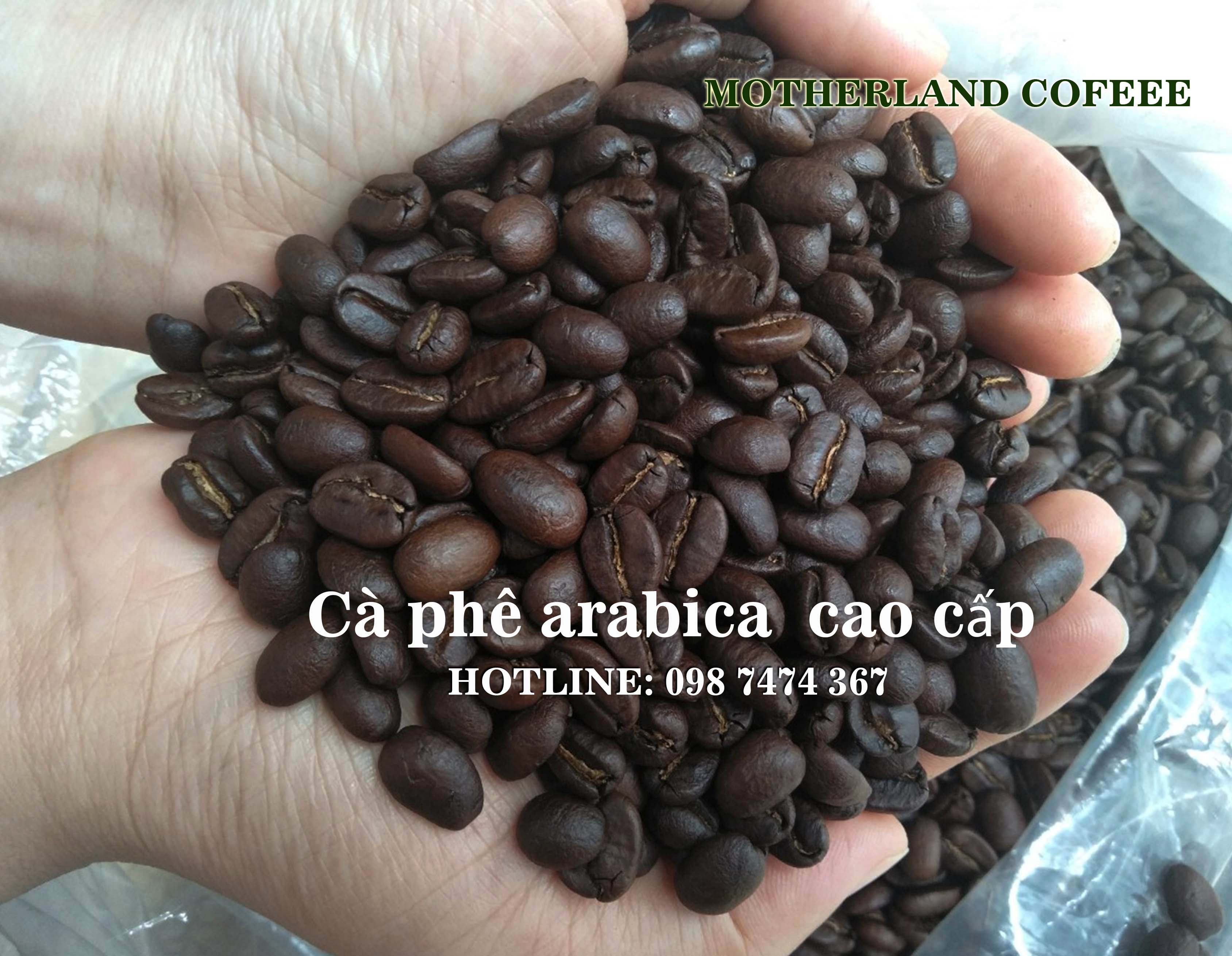 cà phê arabica Cầu Đất Đà Lạt hạt rang đậm sàn 18 cà phê arabica Cầu Đất Đà Lạt hạt rang đậm sàn 18