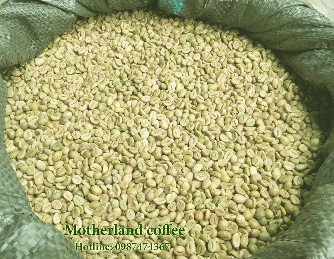 cung cấp cà phê nhân robusta buôn ma thuột đắk lak hạt đẹp sàn 18 sàn 16 cung cấp cà phê nhân robusta buôn ma thuột đắk lak hạt đẹp sàn 18 sàn 16