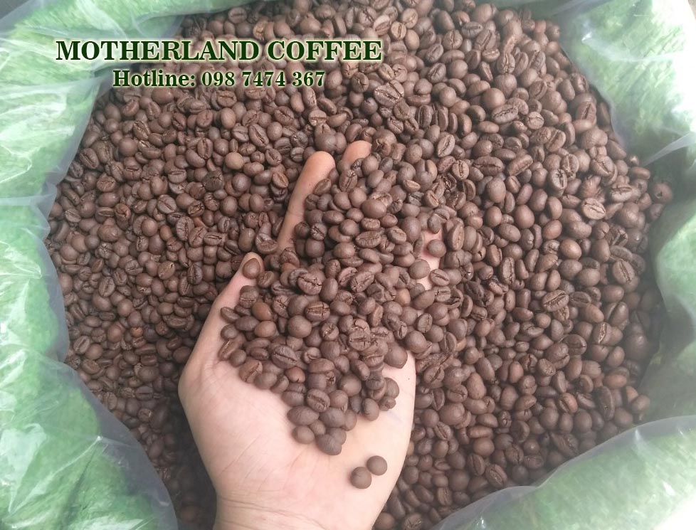 cung cấp cà phê nhân robusta buôn ma thuột đắk lak hạt đẹp sàn 18 sàn 16 rang mộc cung cấp cà phê nhân robusta buôn ma thuột đắk lak hạt đẹp sàn 18 sàn 16 rang mộc