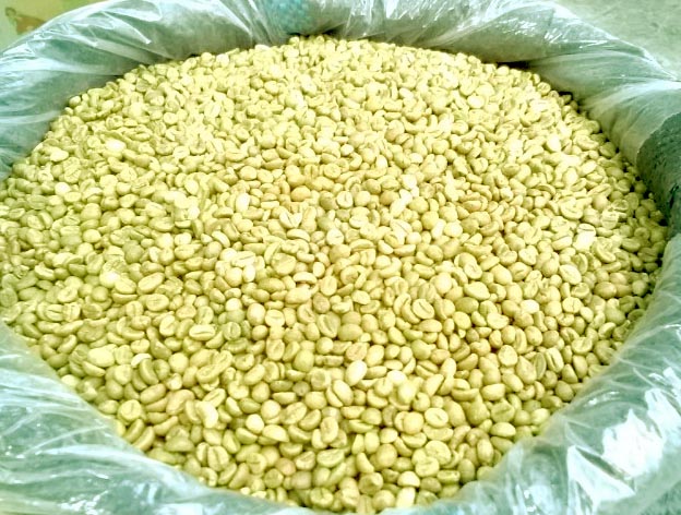 cung cấp cà phê nhân robusta buôn ma thuột đắk lak hạt đẹp sàn 18 cung cấp cà phê nhân robusta buôn ma thuột đắk lak hạt đẹp sàn 18