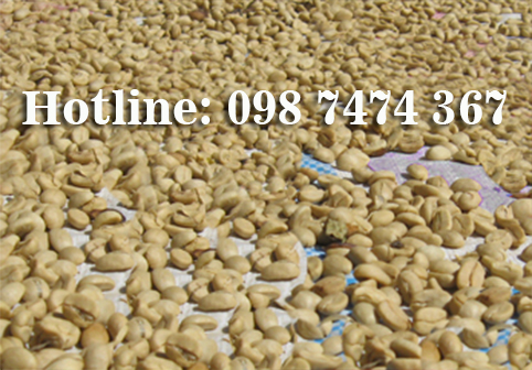 giá cà phê robusta, arabica, moka hôm nay