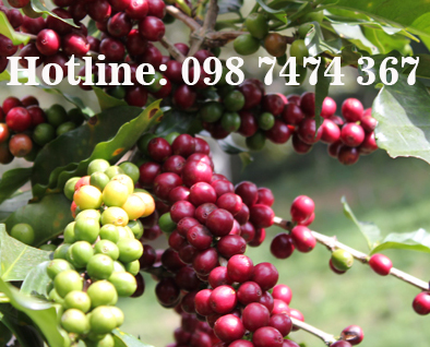 giá cà phê robusta, arabica, moka