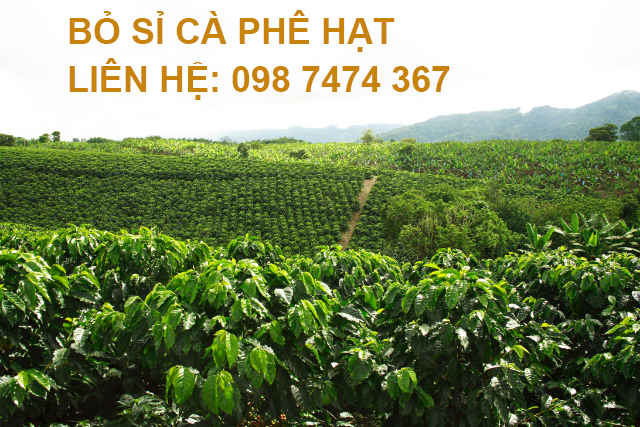 cánh đồng cà phê robusta cánh đồng cà phê robusta