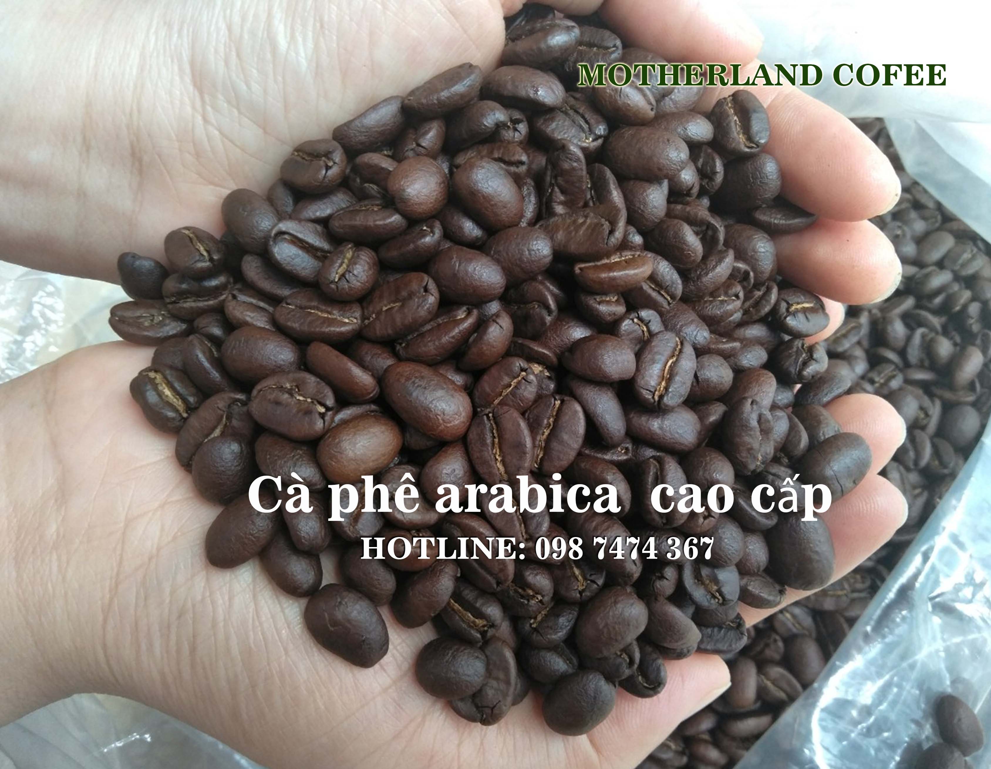 nhận rang gia công cà phê giá rẻ tại tphcm - hạt cafe arabica đẹp nhận rang gia công cà phê giá rẻ tại tphcm - hạt cafe arabica đẹp