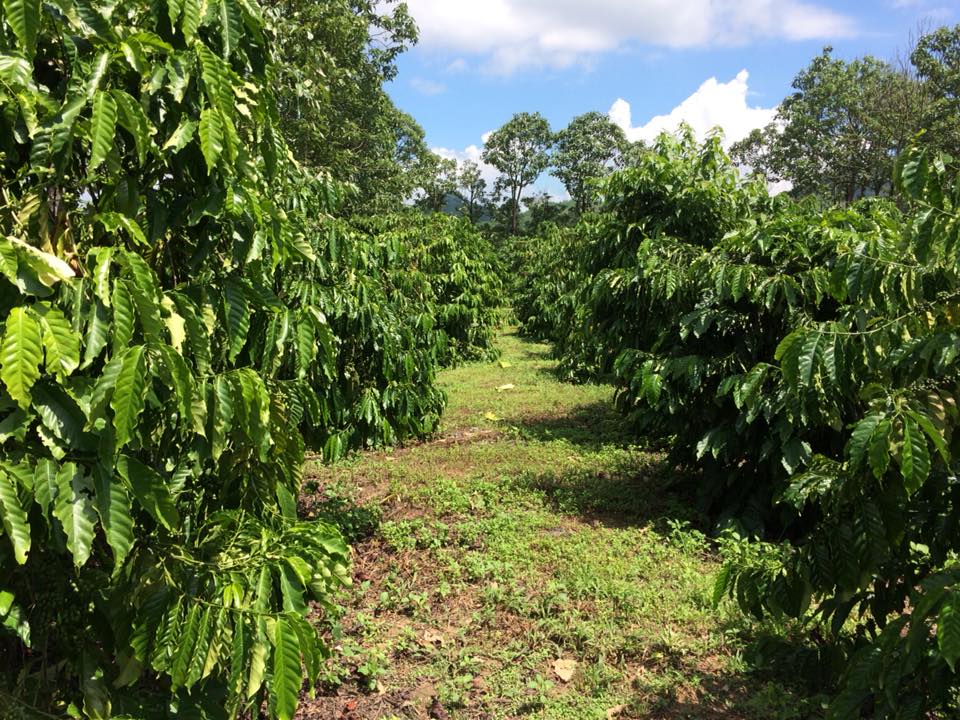 quy cách đóng gói và tiêu chuẩn kỷ thuật cà phê nhân xuất khẩu quy cách đóng gói và tiêu chuẩn kỷ thuật cà phê nhân xuất khẩu