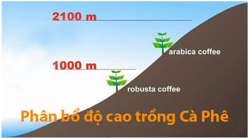 sự khác biệt cơ bản giữa arabica và robusta sự khác biệt cơ bản giữa arabica và robusta