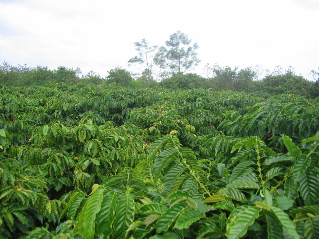 sự khác biệt cơ bản giữa arabica và robusta sự khác biệt cơ bản giữa arabica và robusta