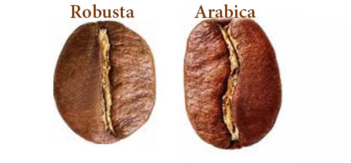 sự khác biệt cơ bản giữa cà phê arabica và robusta sự khác biệt cơ bản giữa cà phê arabica và robusta