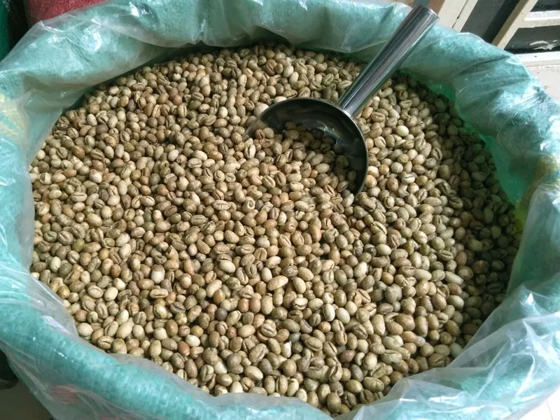 CUNG CẤP CÀ PHÊ NHÂN XANH CULI ROBUSTA ARABICA HẠT ĐẸP SÀN 16, 18