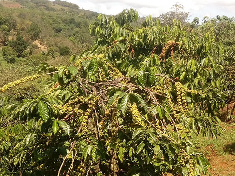 MÙA THU HOẠCH CÀ PHÊ ROBUSTA - MOTHERLAND COFFEE