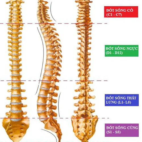 Chữa Bệnh Bằng Tác Động Cột Sống tại Phú Giáo