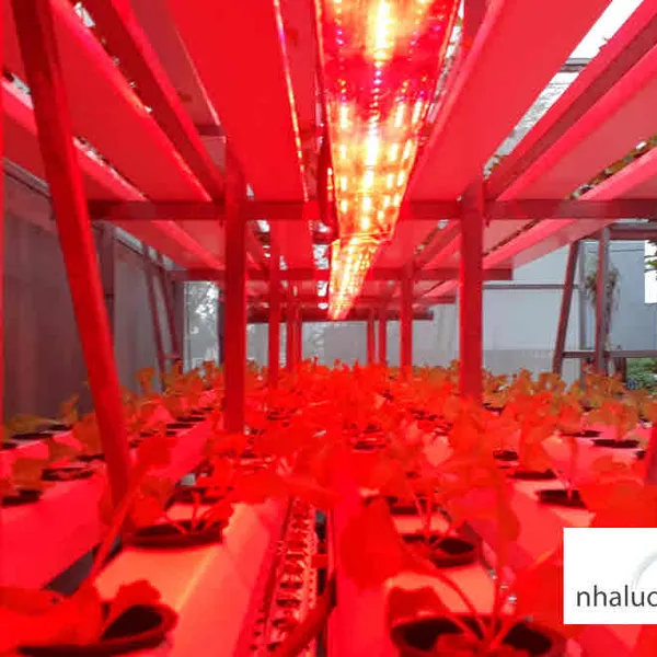 Nhà kính nhà màng trồng rau sạch thủy canh: