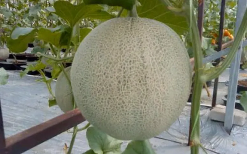 Kỹ thuật trồng dưa lưới trong nhà lưới