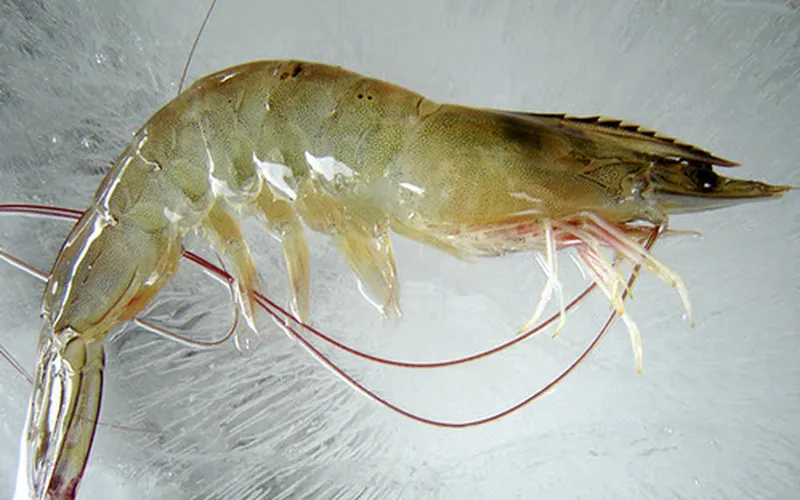 Kỹ thuật nuôi tôm trong nhà lưới