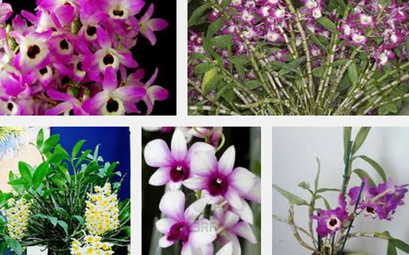 Kỹ thuật trồng lan Dendrobium trong nhà lưới