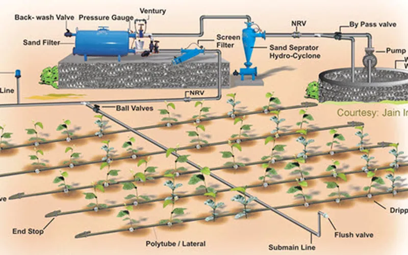 Kỹ thuật tưới nhỏ giọt trong nhà lưới