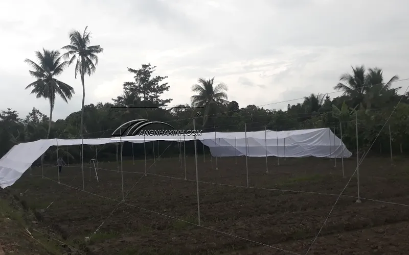 Nhà lưới trồng rau