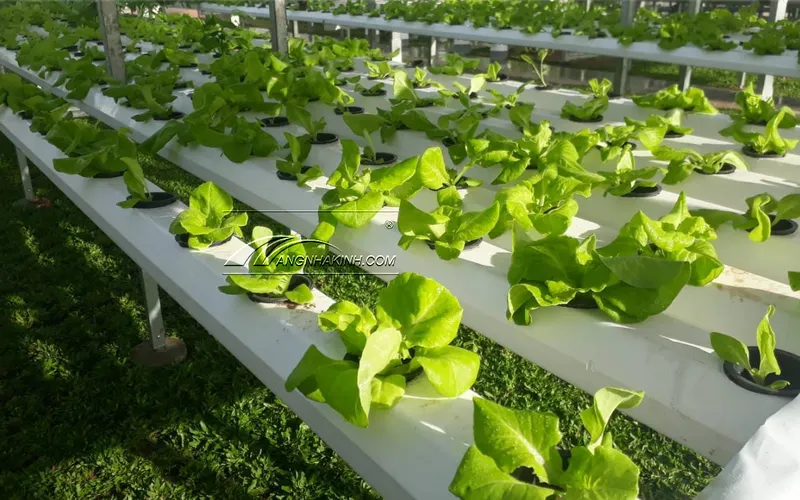 Nhà lưới trồng rau thủy canh