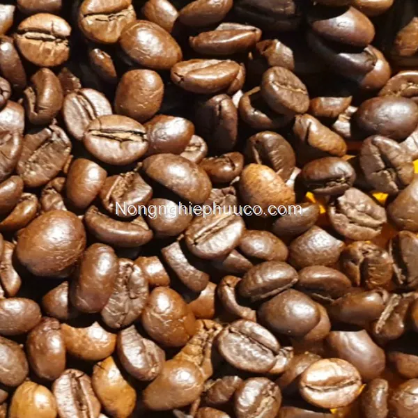 ROBUSTA- CULI BEAN COFFEE