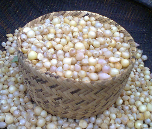 Củ nén hành tâm Quảng Ngãi
