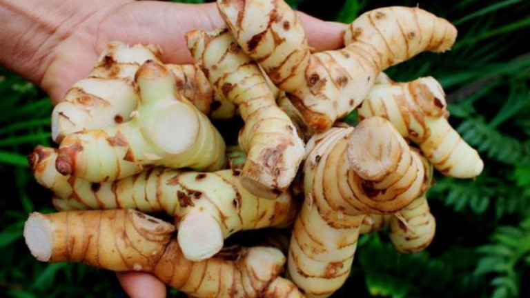 Củ riềng tươi bán ở đâu