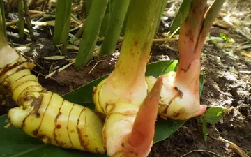 Địa chỉ bán củ riềng tươi tại TPHCM