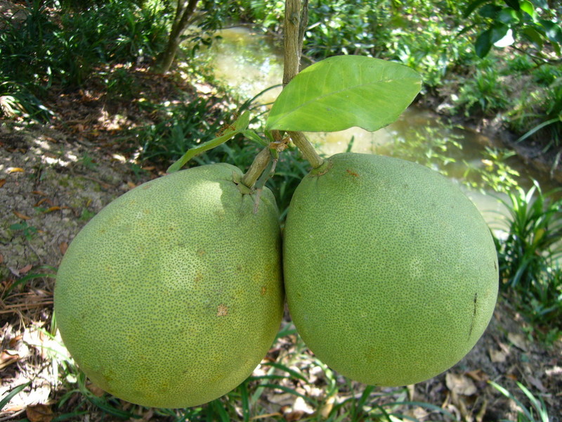 Bưởi da xanh Bến Tre Bưởi da xanh Bến Tre