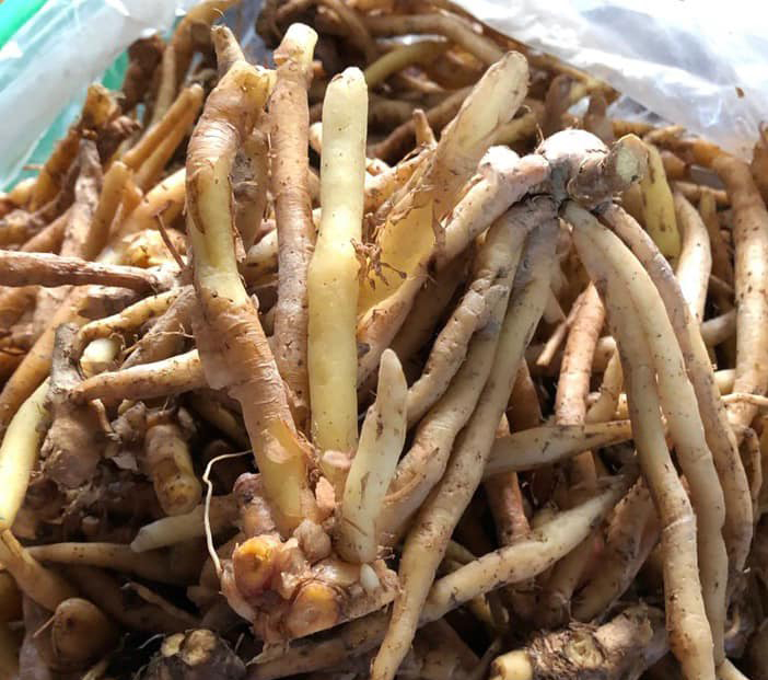 Củ ngải bún để nấu bún mắm