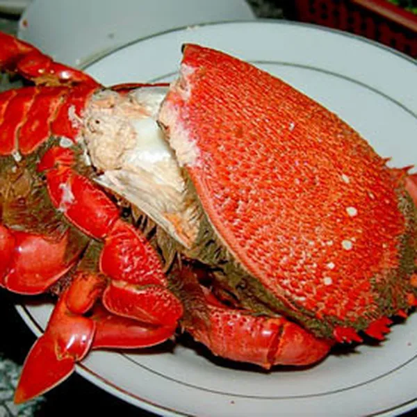 Cua hoàng đế sống