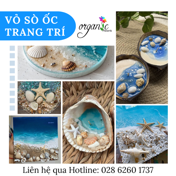 VỎ SÒ ỐC TRANG TRÍ NẾN THƠM 
