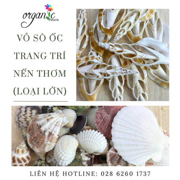 VỎ SÒ ỐC TRANG TRÍ NẾN THƠM 