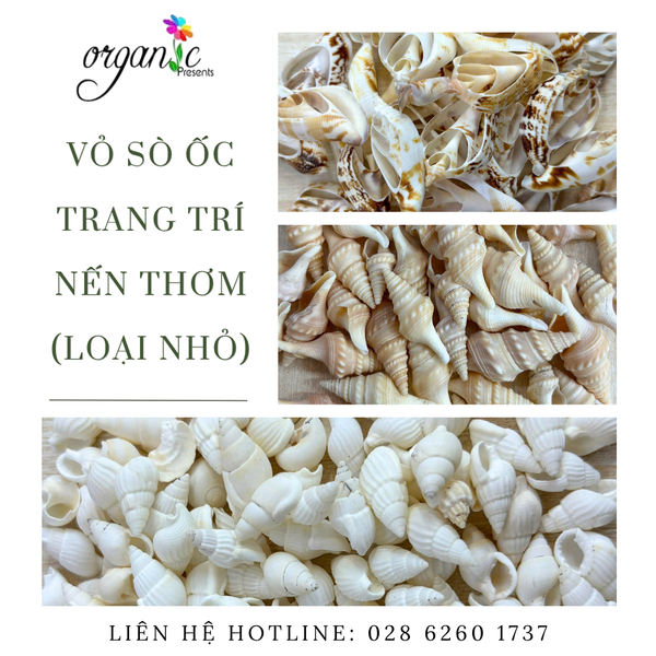 VỎ SÒ ỐC TRANG TRÍ NẾN THƠM 