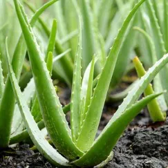 ALOE VERA EXTRACT (CHIẾT XUẤT NHA ĐAM)