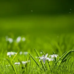 ARTICA (HƯƠNG CỎ HOA)