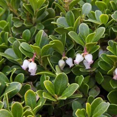 BEARBERRY EXTRACT (CHIẾT XUẤT DÂU GẤU)