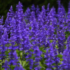 BLUE SAGE (HƯƠNG XÔ THƠM XANH)