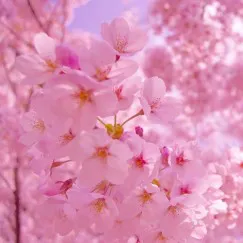 CHERRY BLOSSOM (HƯƠNG HOA ANH ĐÀO)