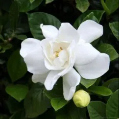 HƯƠNG HOA DÀNH DÀNH (GARDENIA)