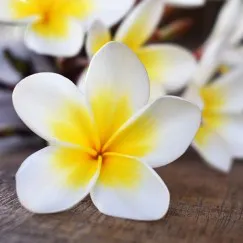 HƯƠNG HOA SỨ (FRANGIPANI )